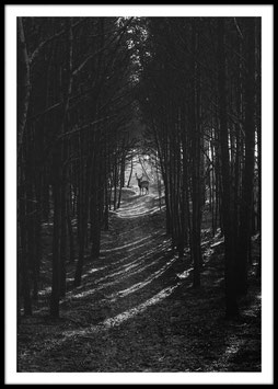 Black forest, Poster con cornice