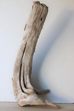 Treibholz Schwemmholz Driftwood  1 XXL Skulptur  98 cm lang (XXL244)