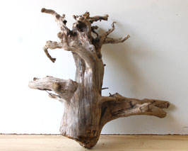 Treibholz Schwemmholz Driftwood 1 knorrige XXL   Wurzel  Dekoration Garten Terrarium 54 cm hoch  (W748)