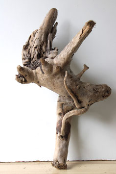 Treibholz Schwemmholz Driftwood 1 knorrige  XL  Wurzel Dekoration Terrarium Garten 66 cm lang (W669)