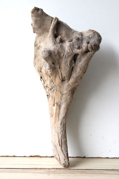 Treibholz Schwemmholz Driftwood  1 Skulptur  Terrarium Garten Dekoration Garderobe 40 cm  (SA877)