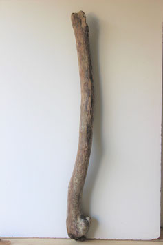 Treibholz Schwemmholz Driftwood  1 XXL Stamm  131  cm (ST400)