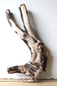 Treibholz Schwemmholz Driftwood 1  Wurzel  Dekoration Terrarium 50 cm (W616)