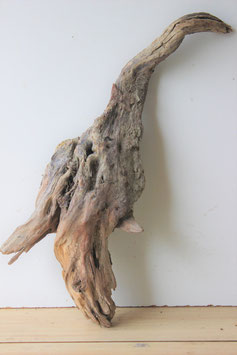 Treibholz Schwemmholz Driftwood  1 XL   Wurzel  65  cm   (W399)