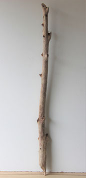 Treibholz Schwemmholz Driftwood 1 MEGA Ast 140 cm    (Ä1401)
