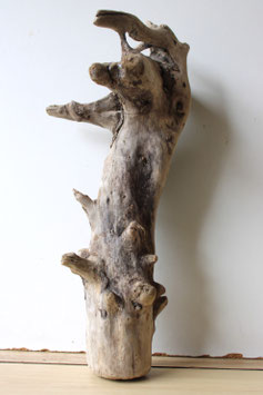 Treibholz Schwemmholz Driftwood 1 knorrige  Wurzel  Dekoration Terrarium 47 cm (W617)