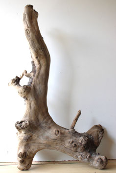 Treibholz Schwemmholz Driftwood 1 MEGA Wurzel  Dekoration Terrarium 97 cm   (W623)