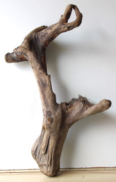 Treibholz Schwemmholz Driftwood  1 knorrige XXL  Wurzel 76  cm (W660)