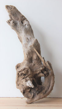 Treibholz Schwemmholz Driftwood   1 XXL Skulptur  70 cm  (XXL202)