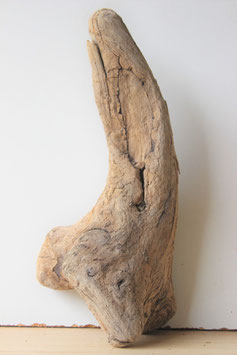 Treibholz Schwemmholz Driftwood  1 knorrige   Skulptur   35  cm (SA490)