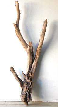 Treibholz Schwemmholz Driftwood 1 MEGA Wurzel  119 cm (W718)