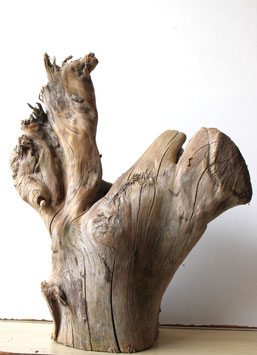 Treibholz Schwemmholz Driftwood  1 knorrige XL Wurzel   Garten Terrarium Dekoration  39 cm hoch  (SA785)