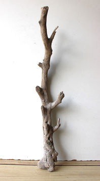 Treibholz Schwemmholz Driftwood  1 Ast  Dekoration Garten 70 cm (SA654)