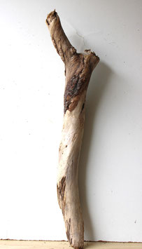 Treibholz Schwemmholz Driftwood  1   XL Stamm  Dekoration Terrarium  93 cm  (ST440)
