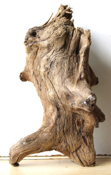 Treibholz Schwemmholz Driftwood  1 knorrige  Wurzel 41 cm (W659)