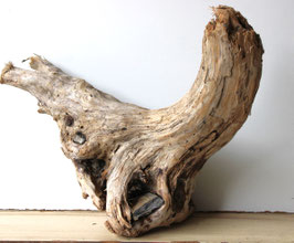 Treibholz Schwemmholz Driftwood 1 knorrige  XL  Wurzel Dekoration Terrarium Garten 43 cm hoch  (W670)