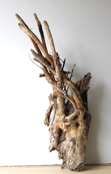 Treibholz Schwemmholz Driftwood  1 MEGA Wurzel  Dekoration Terrarium  (W473)