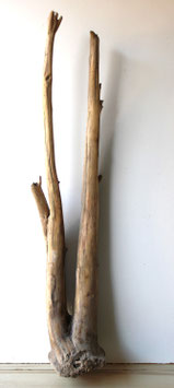 Treibholz Schwemmholz Driftwood 1 MEGA  XXL Skulptur  Dekoration Garten Terrarium 119 cm (XXL305)