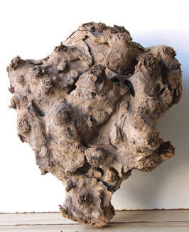 Treibholz Schwemmholz Driftwood 1 knorrige XXL Wurzel Knolle Garten Terrarium 41  cm hoch   (W680)