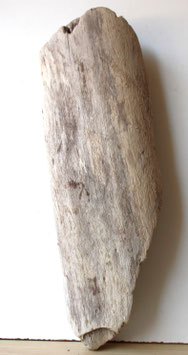 Treibholz Schwemmholz Driftwood 1 XXL Rarität Dekoration Terrarium 71 cm lang (R322)