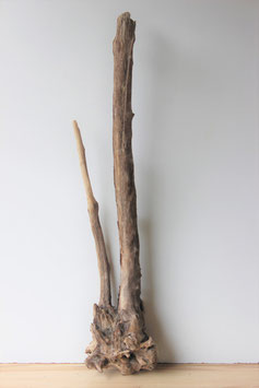 Treibholz Schwemmholz Driftwood  1 MEGA  Skulptur  118 cm  (XXL227)