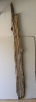 Treibholz Schwemmholz Driftwood 1 MEGA Brett Dekoration Regal Garderobe 235 cm (B664)
