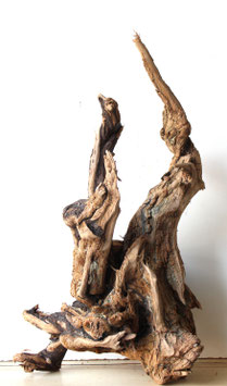 Treibholz Schwemmholz Driftwood  1 knorrige XXL Wurzel 67 cm hoch (W651)