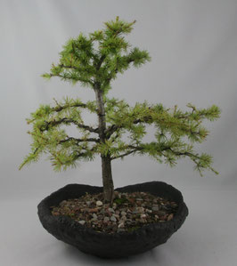 Larix decidua, Europäische Lärche