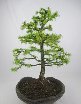 Larix decidua, Europäische Lärche