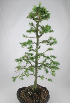 Larix kaempferi, Japanische Lärche