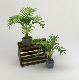 Kleine Palme - Small Palm tree