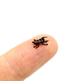 Hirschkäfer - Staghorn beetle