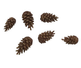 Tannenzapfen 2 - Pinecones 2