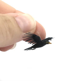 Amsel - European blackbird