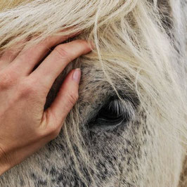 Horse connection - eine unvergessliche Erfahrung