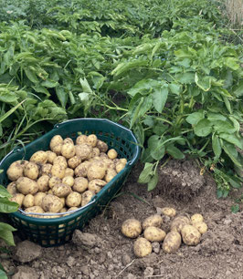 Linda, Bio-Speisefrühkartoffel, festkochend, eigene Ernte