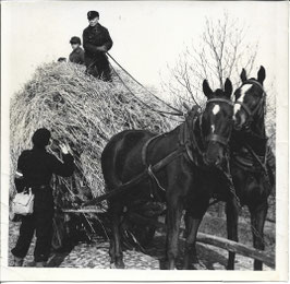 Duitse persfoto - Hitlerjugend bei der Arbeit