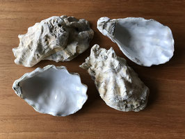 Onbewerkte oesterschelp om als standaardje te gebruiken