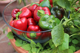 Opas kleine Rote Paprika aus Ungarn