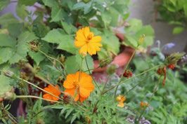 Cosmea Orange