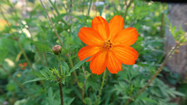 Orange Cosmea