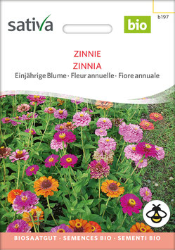 Zinnie