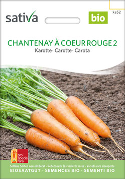 Karotte CHANTENAY À COEUR ROUGE 2