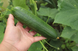 Freiland Gurke Tanja (Sativa)