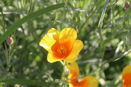 Goldmohn