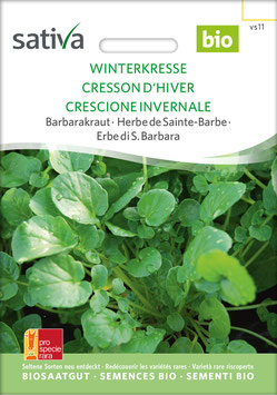Winterkresse - Barbarakraut