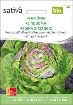 Salat Maikönig Kopfsalat