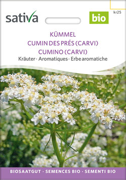Kümmel