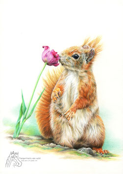 Eichhörnchen