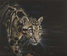 Clouded leopard